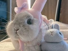 -爱侣宠医·鹦鹉专科·小型哺乳类·异宠专科(灵石路店)