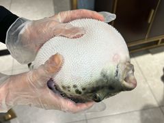 -鲐赏河豚(长寿店)
