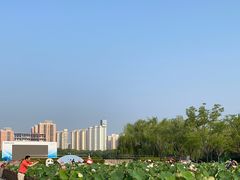 -莲花池公园