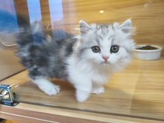-猫十亿·布偶金渐层·曼基康矮脚猫舍(青年路店)