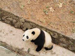 -都江堰中华大熊猫苑