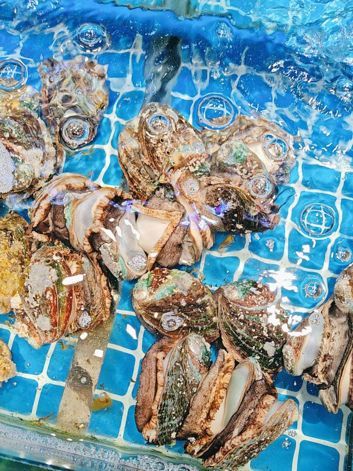 生猛海鲜
