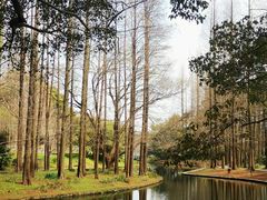 -上海共青森林公园