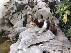 -秋霞圃