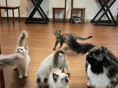 -楼上猫咖(罗湖店)