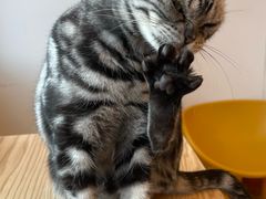 -有喵·猫咖·狗咖·40+猫狗有小奶狗(岗厦店)