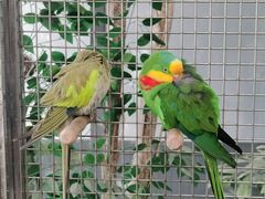 -南宫五洲植物乐园