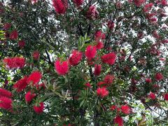 -桤木河湿地公园