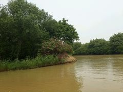 android_upload_pic-大湾区中央湿地公园