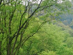 -西湖风景区-江洋畈生态公园