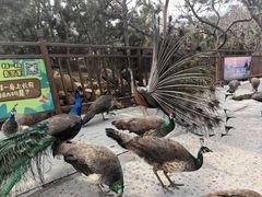 -西霞口神雕山野生动物世界