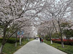 -高东镇樱花园