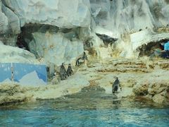 -帝企鹅自助餐厅•儿童岛•真企鹅(长隆企鹅酒店)