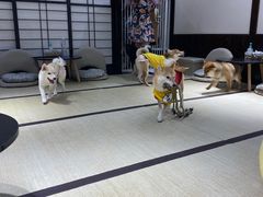 -逗柴咖啡屋·狗咖猫咖宠物桌游
