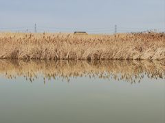 -宁波杭州湾国家湿地公园