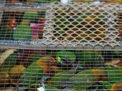 -青石桥花鸟鱼虫市场(叠翠城店)