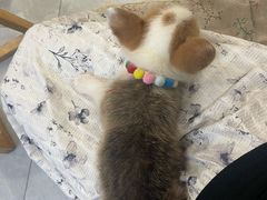 -柴犬小屋·柴餐厅·狗咖食堂(金鼎广场店)