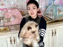 -糯米喵星人总部直营旗舰店·猫舍·幼猫出售