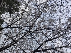 -高东镇樱花园