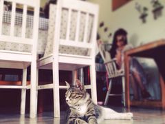 -海边的猫和咖啡馆