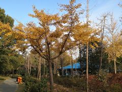 -黄兴公园