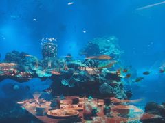 -海棠湾洲际-涛·海底餐厅·美人鱼·自助餐·海底隧道