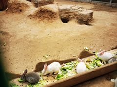 -羊亭河湿地公园