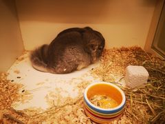 -龙猫仔乐园(惠福东路店)