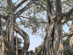 -瑞丽独树成林风景区