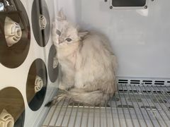 -佐罗家宠物馆·猫文化馆(紫霞路店)