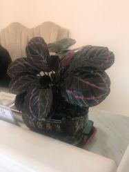 -悦色嘉丽科技美肤健康管理