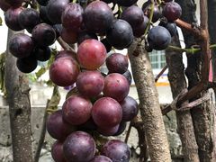 -商洛老君山旅游风景区