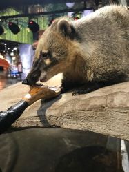 -Zoolung Zoolung动物主题公园(海信广场店)