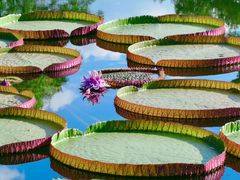 -国家植物园南园