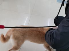 -瑞派动物医院·猫专科·至诚(江南中分院)