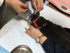 -喜多萌中农锦绣动物医院24H·猫科·牙科MRI·CT