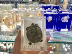 纪念品-太平洋海底世界