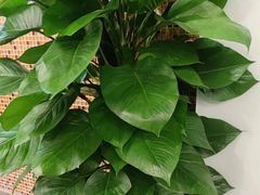 -黑松白鹿(崇文门新活馆店)