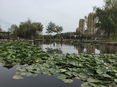 -前关湿地公园