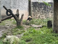 -都江堰中华大熊猫苑