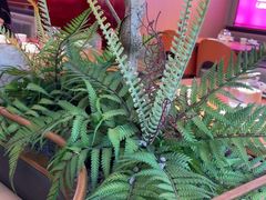 -老板恋上鱼(恒隆广场店)