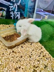 -未来动物城动物主题公园(大悦城店)