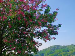 -东莞植物园