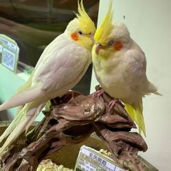 -Zoolung Zoolung动物主题公园(海信广场店)