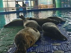 -海合安武汉极地海洋公园
