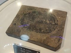 -金钉子远古世界景区