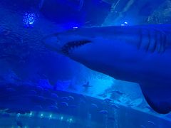 -成都浩海立方海洋公园