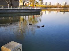 -莲花池公园