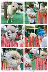 -萌宠亲子动物乐园(槐房万达店)