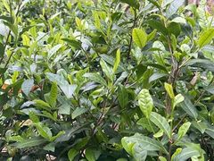 -东天目山风景区